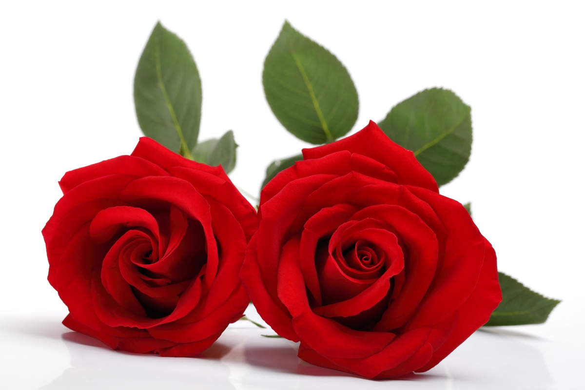 ‘~两朵红色玫瑰花4k高清图片 4k美丽的小姐姐超清桌面桌面背景’ 的图片