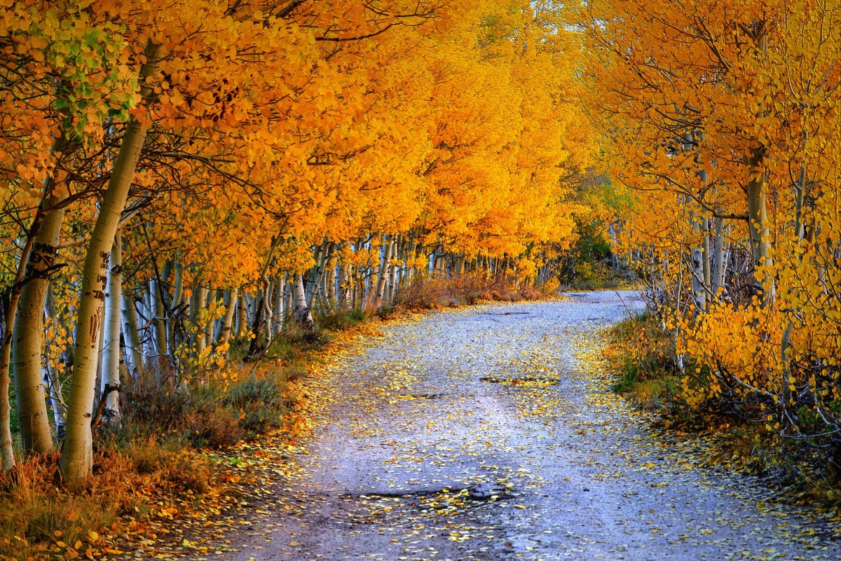 ‘~道路 秋天 树叶 树木 5k风景图片 4k美丽的小姐姐超清桌面桌面背景’ 的图片