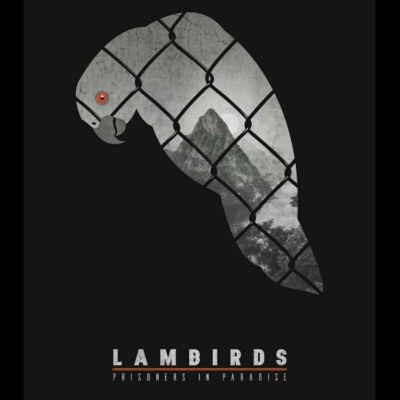 ~The Lambirds海报,The Lambirds预告片 -2022 ~