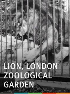 ‘~Lion, London Zoological Garden海报,Lion, London Zoological Garden预告片 -法国电影 ~’ 的图片