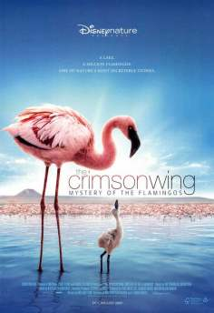 ~英国电影 The Crimson Wing: Mystery of the Flamingos海报,The Crimson Wing: Mystery of the Flamingos预告片  ~