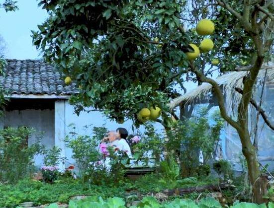 ‘~李子柒家的院子全景图暴露了她的生活状态和大火原因  ~’ 的图片