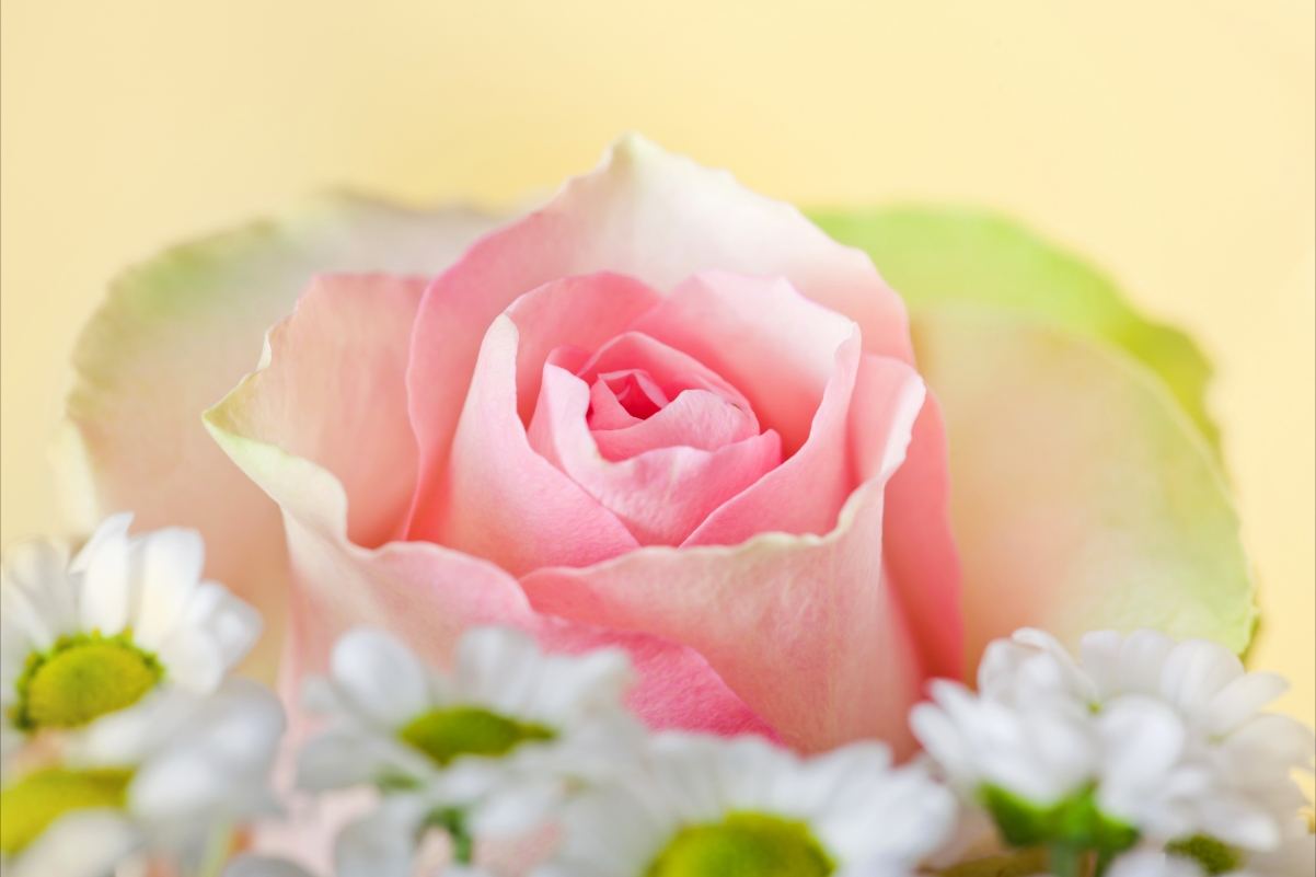 ‘~粉红色玫瑰花的特写图片 4k美丽的小姐姐超清桌面桌面背景’ 的图片
