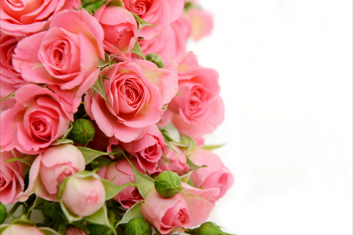 ‘~粉色玫瑰花4K高清图片 4k美丽的小姐姐超清桌面桌面背景’ 的图片