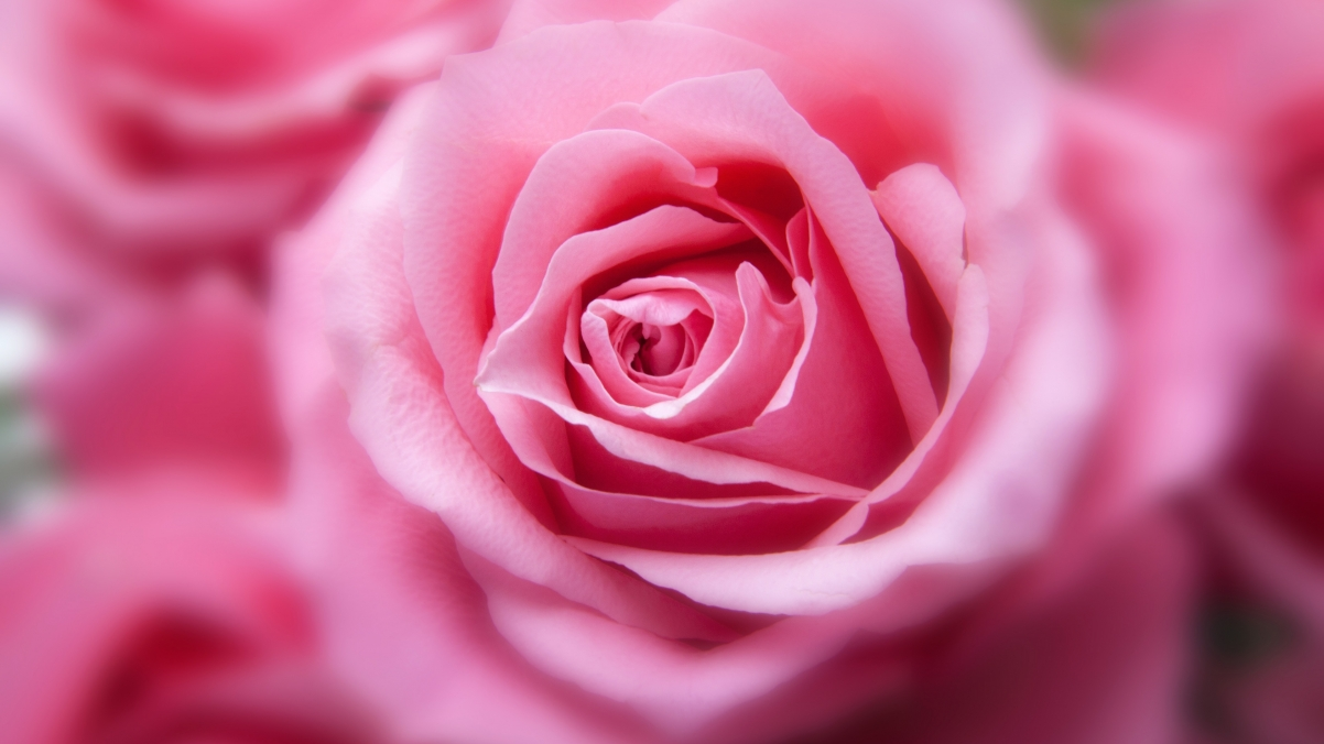 ‘~粉红色的玫瑰花4k高清图片 4k美丽的小姐姐超清桌面桌面背景’ 的图片