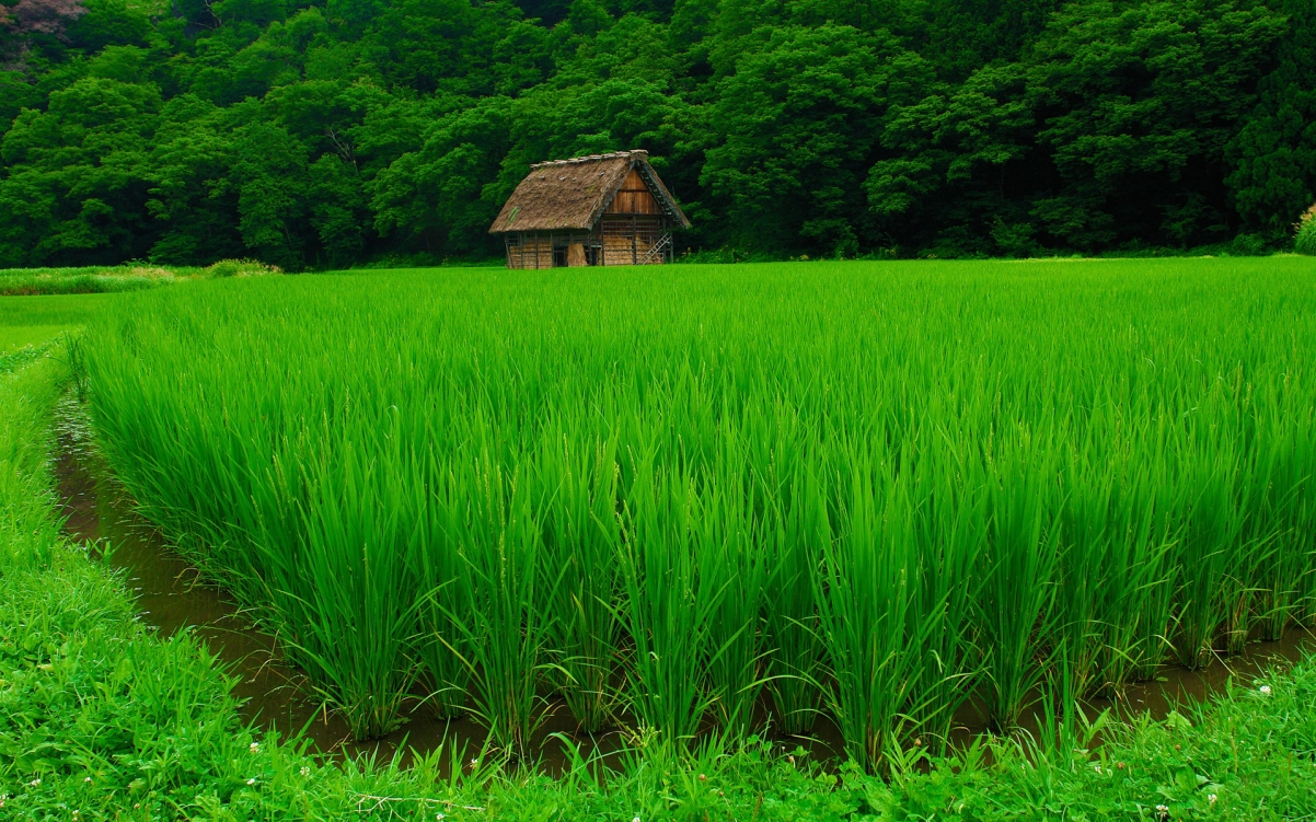 ‘~农村,水稻,房子,树,风景图片 4k美丽的小姐姐超清桌面桌面背景’ 的图片