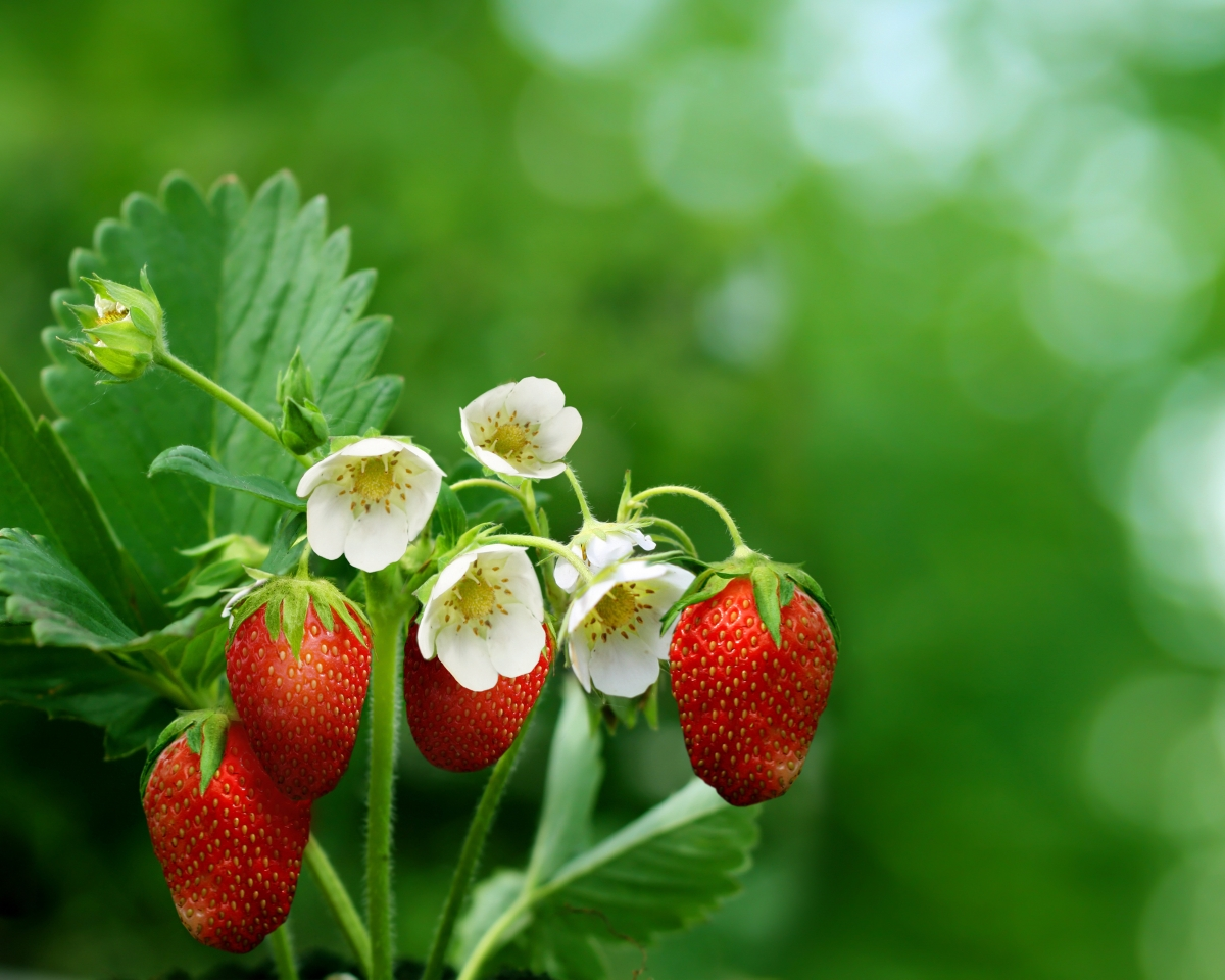 ‘~草莓水果,花,叶子,高清图片’ 的图片