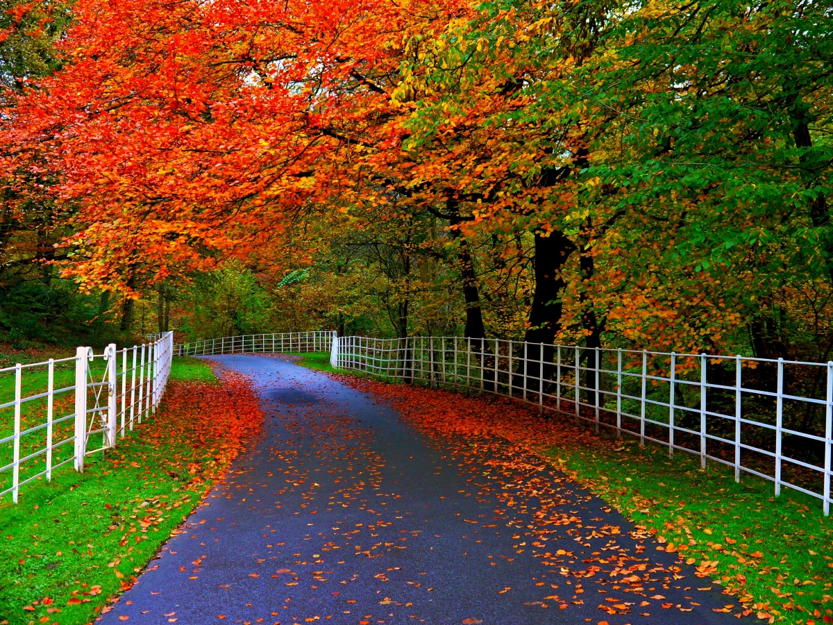 ‘~秋天,森林,公园,树木,叶子,栅栏,公路,自然风景4K桌面背景’ 的图片