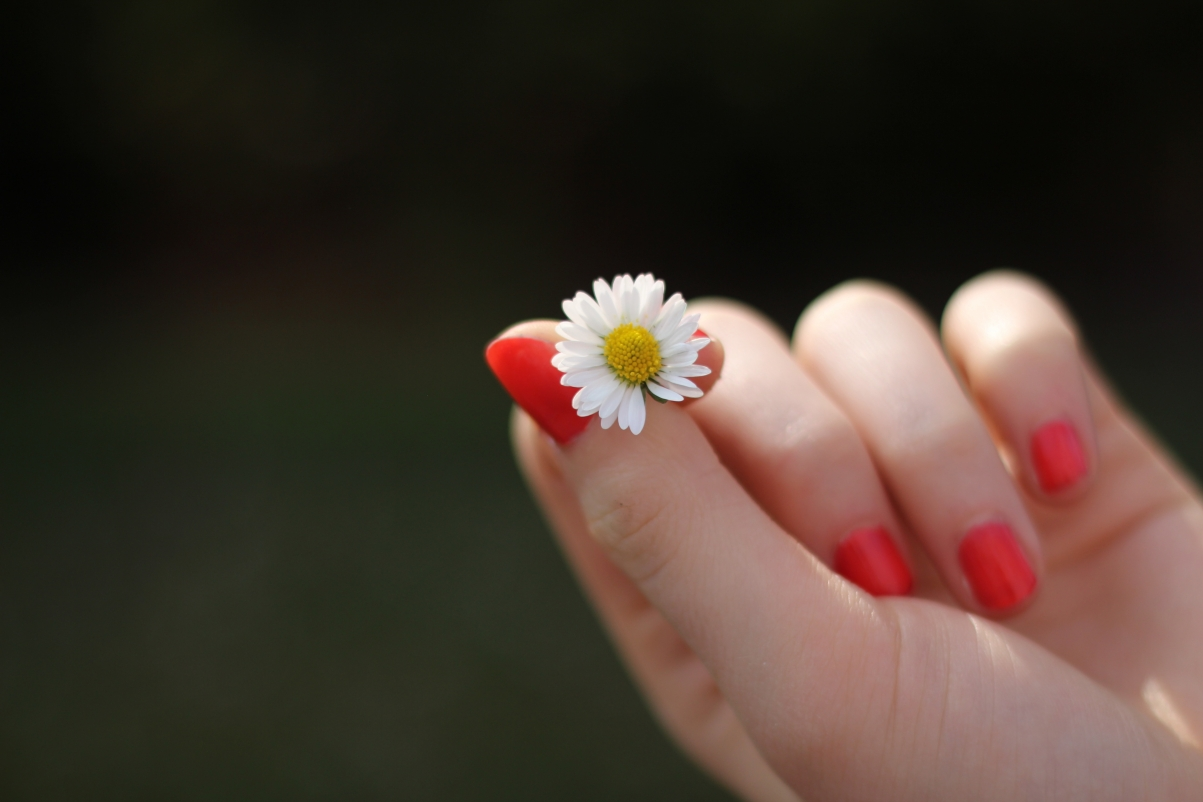 ‘~拿雏菊的美丽手指摄影5K桌面背景’ 的图片