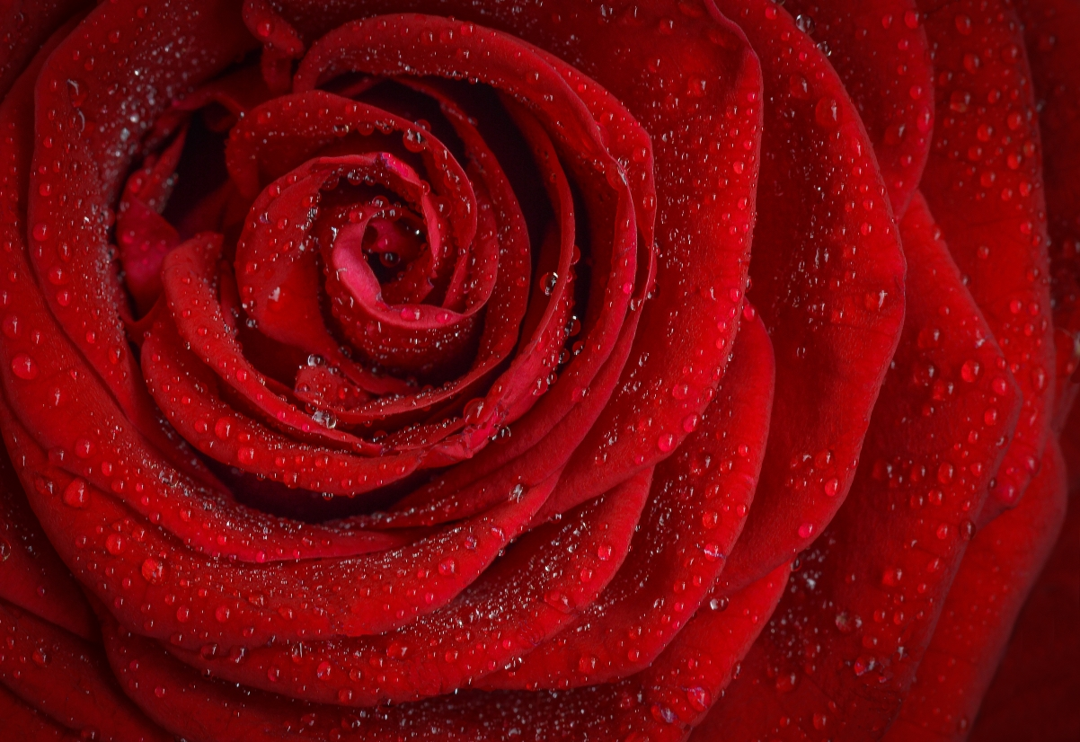 ‘~红色玫瑰花瓣4k高清图片 4k美丽的小姐姐超清桌面桌面背景’ 的图片