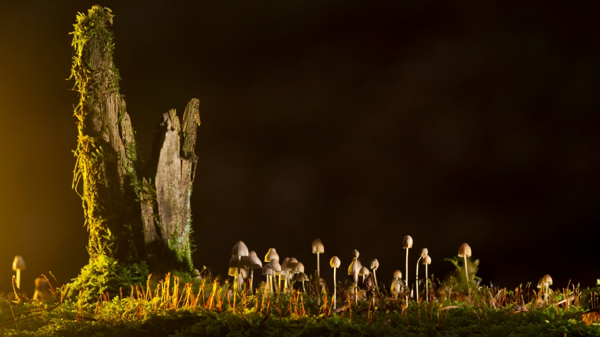 ‘~自然森林 蘑菇 小蘑菇4k桌面背景’ 的图片