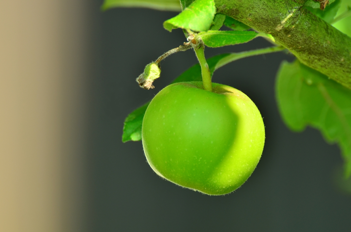 ‘~青苹果 苹果树 4K高清图片’ 的图片