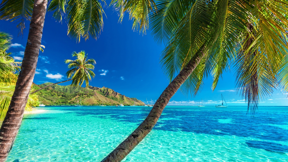‘~热带天堂 夏天 大海 沙滩 棕榈树 岛屿 4K风景桌面背景’ 的图片