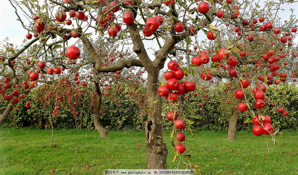 ‘~苹果树图片_水果_生物世界-  ~’ 的图片