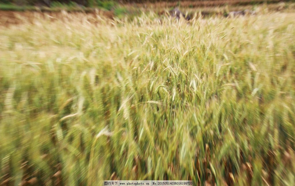 麦穗,田野,小麦,农业,乡村,摄影,生物世界