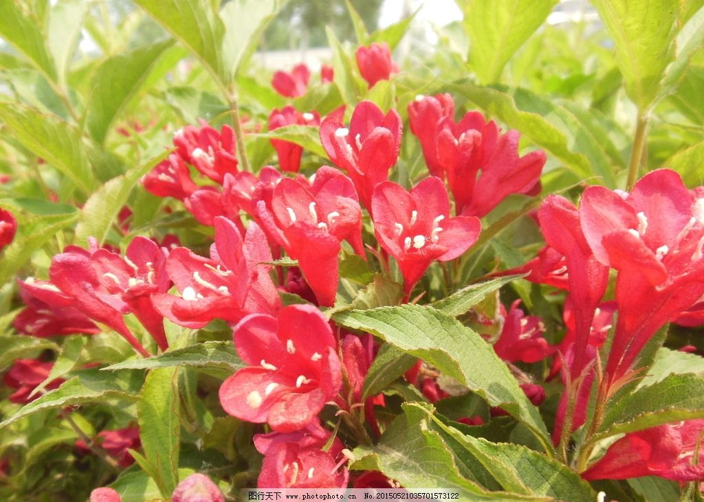 红王子锦带,红色花,花朵,花树,成串化,绿化苗木,树木
