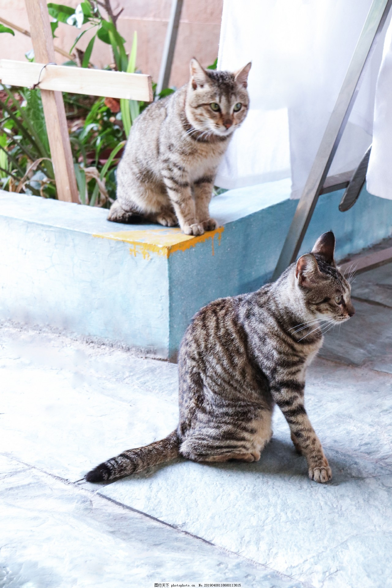可爱黑白纹两只小猫蹲着摄影图,简约背景,宠物,家猫