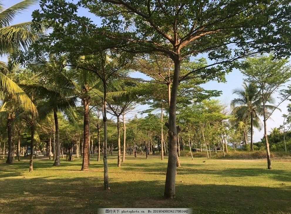 ‘~树木  椰树  热带  公园图片_自然风景_自然景观-  ~’ 的图片