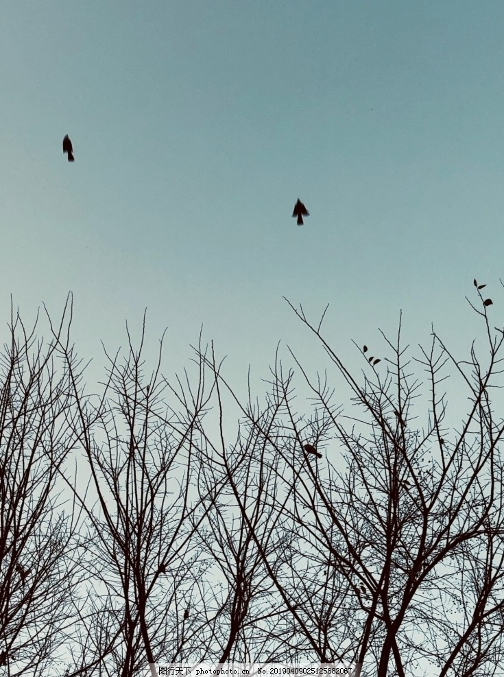 晨鸟,晨光,晨曦,飞鸟,清晨,树枝,摄影