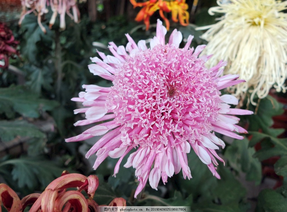绽开的粉红色菊花,盛开,开放,摄影生物世界,花草,180DPI,JPG