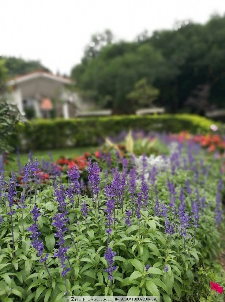 一片紫色薰衣草,花园一角,特写,花草,树,植物,花卉