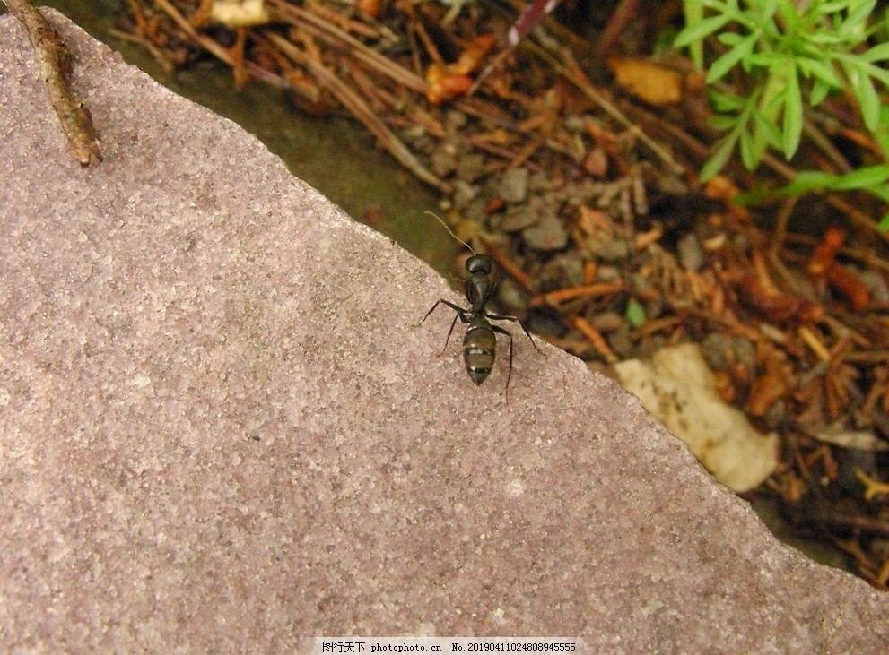 ‘~蚂蚁图片_昆虫_生物世界-  ~’ 的图片