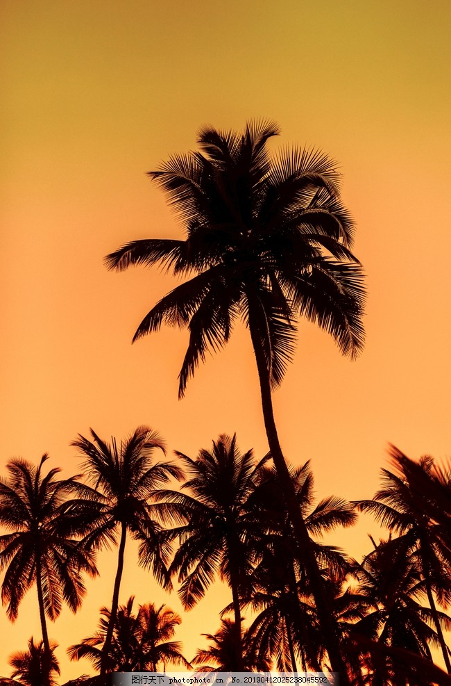 ‘~热带树的剪影图片_树木树叶_生物世界-  ~’ 的图片