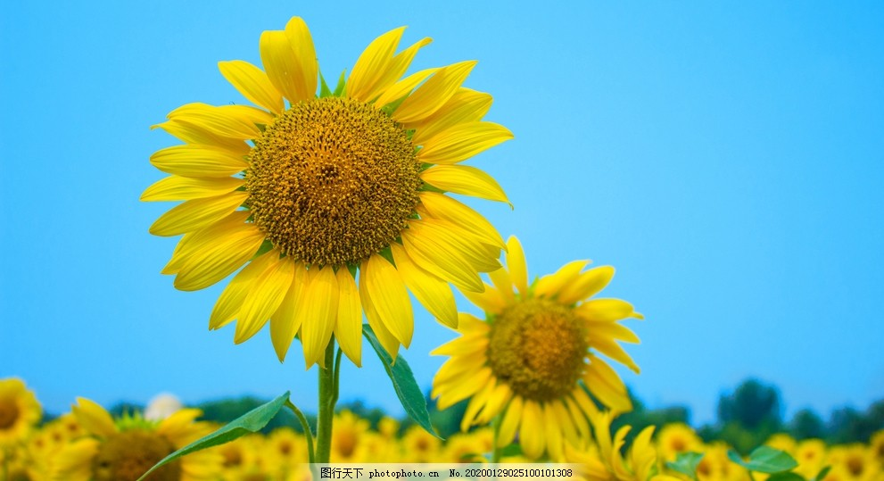 ‘~金黄的向日葵花摄影美图图片_花草_生物世界-  ~’ 的图片