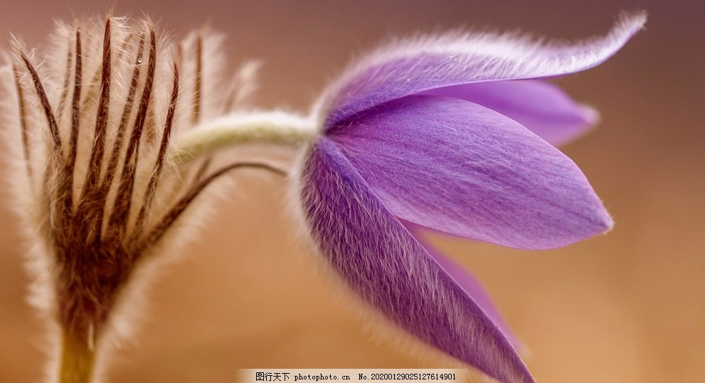 ‘~白头翁花花卉美图图片_花草_生物世界-  ~’ 的图片