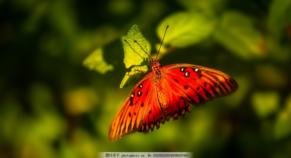 ‘~花丛中飞舞的蝴蝶图片_昆虫_生物世界-  ~’ 的图片