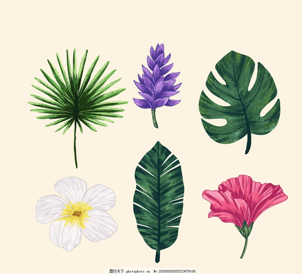 ‘~彩绘热带花朵和树叶图片_树木树叶_生物世界-  ~’ 的图片