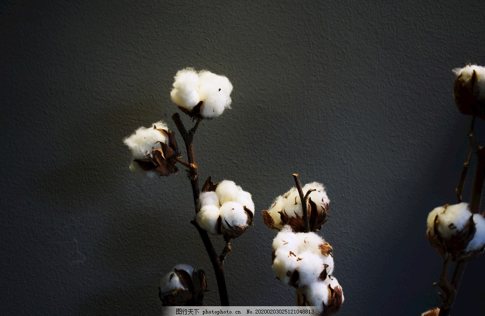 棉花静物,两朵棉花,白棉花,舒适,衣服材质,面料材质,百分百棉