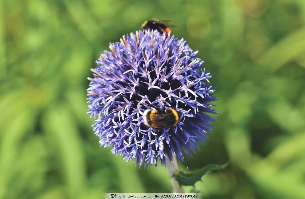 花球,紫色,蜜蜂,采蜜,花朵,摄影,生物世界
