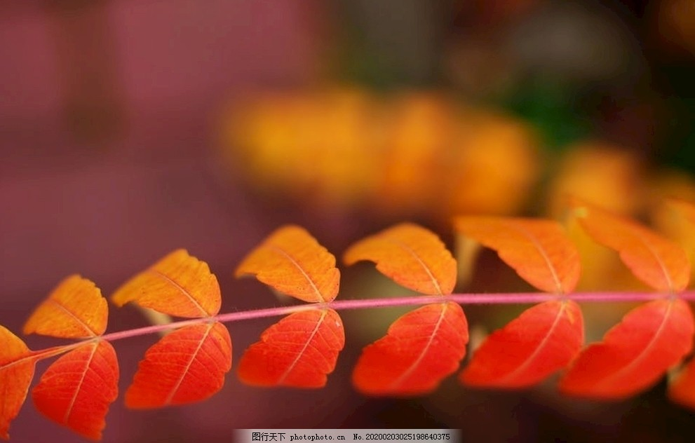 红色枫叶,叶纹,橙色,叶子,摄影,生物世界,花草