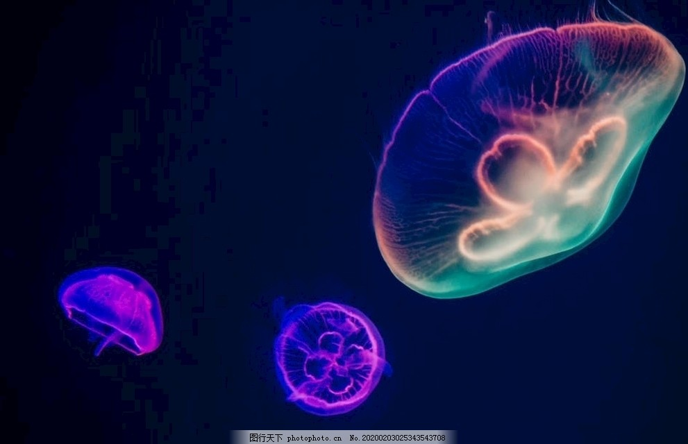 ‘~彩色水母图片_海洋生物_生物世界-  ~’ 的图片