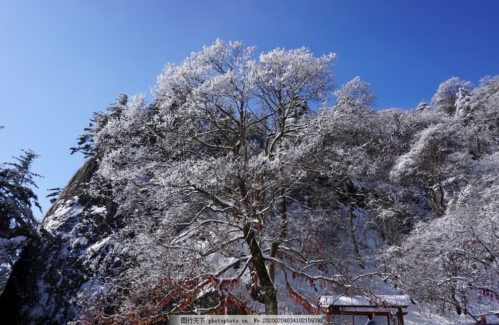 冬日,满树的雪,祈福,雪景,摄影,旅游,自然风景