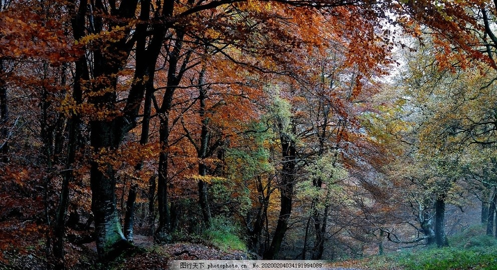 ‘~森林树木落叶风景植物图片_自然风景_自然景观-  ~’ 的图片