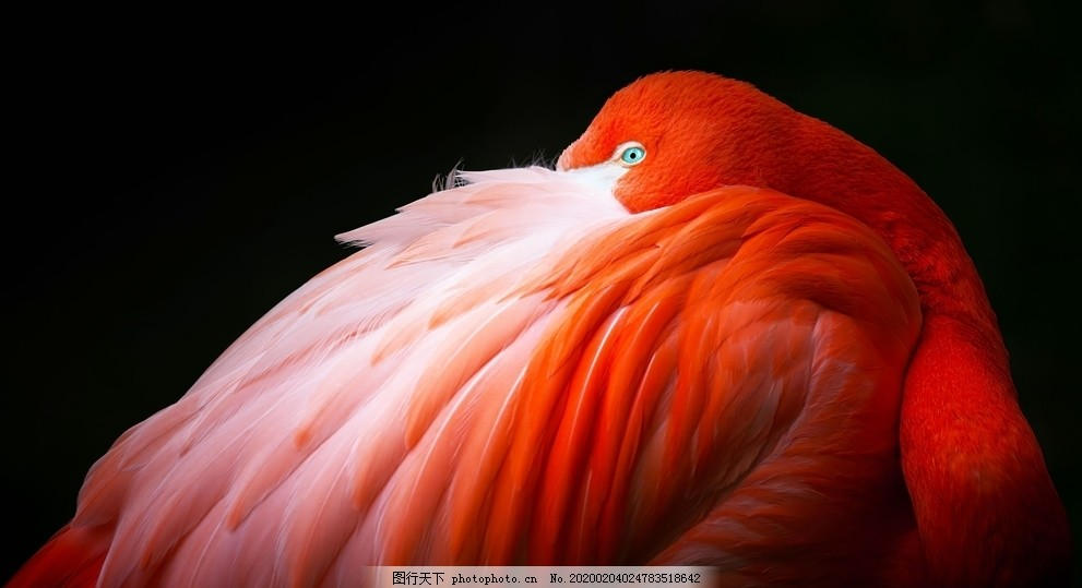 火烈鸟野生动物鸟类背景,摄影,生物世界,96DPI,JPG
