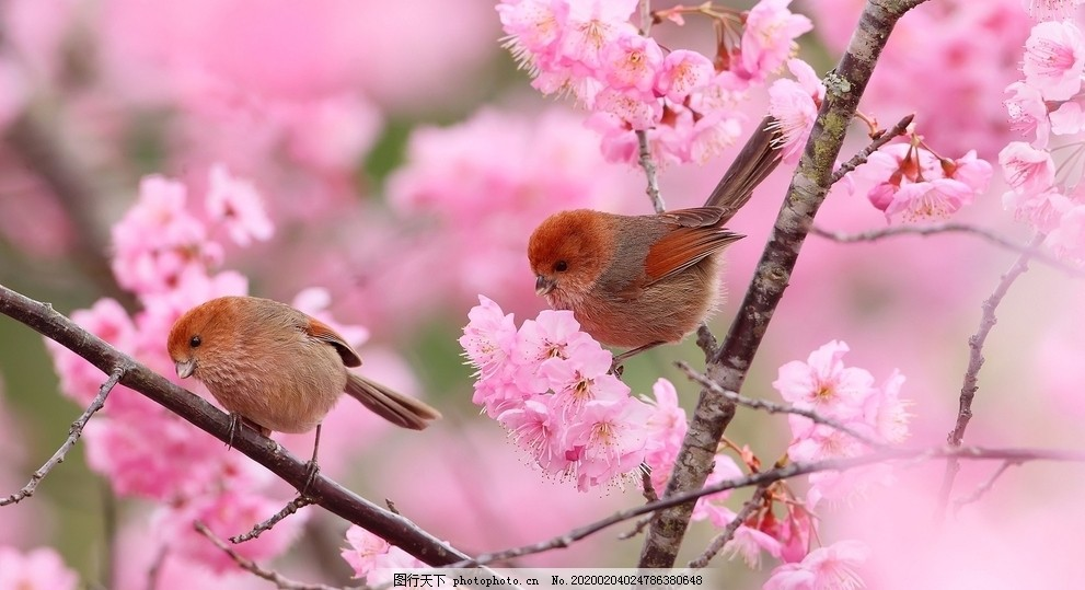 ‘~小鸟粉色花朵植物树枝图片_鸟类_生物世界-  ~’ 的图片