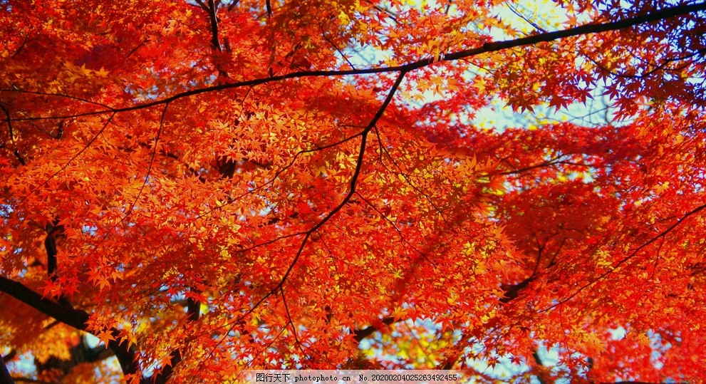 ‘~红色的枫叶摄影美图图片_树木树叶_生物世界-  ~’ 的图片